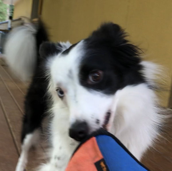 Tess with Frisbee close up