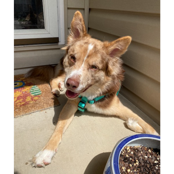 Apollo photo 5