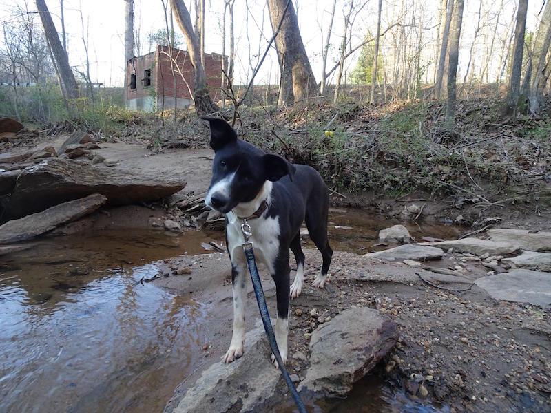 Aster at the river