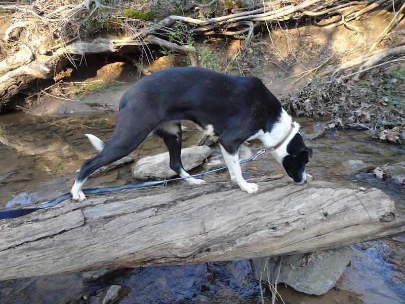 Aster sniffing log