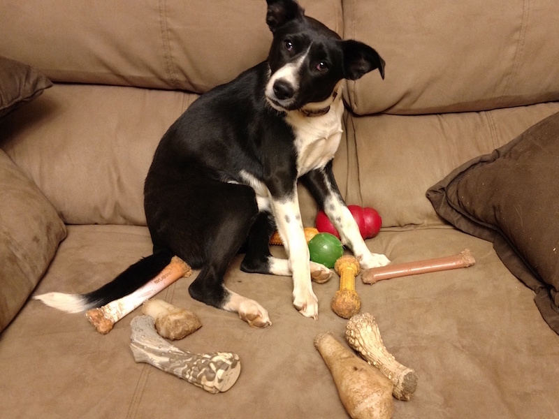 Aster with bones