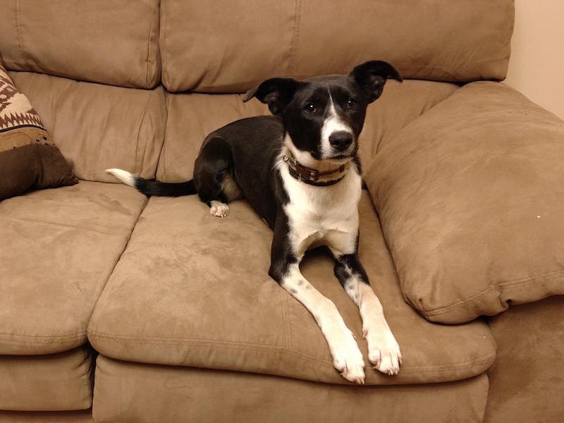 Aster on the couch