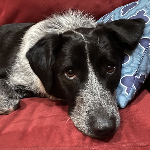 Bailey photo 6
