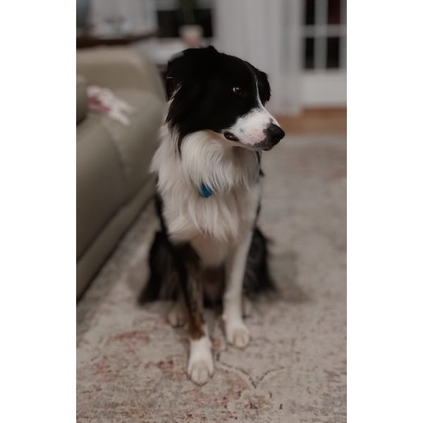 Bandit photo 2