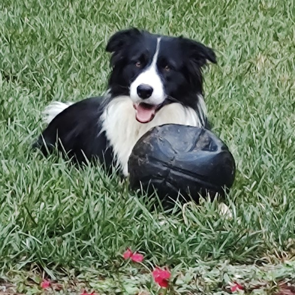 Bandit photo 3