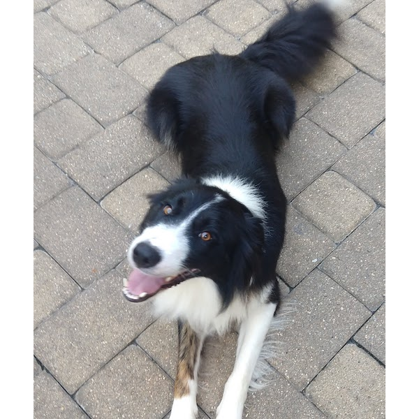 Bandit photo 4