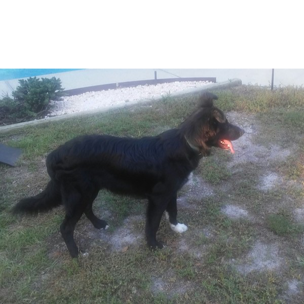 Baxter photo 2