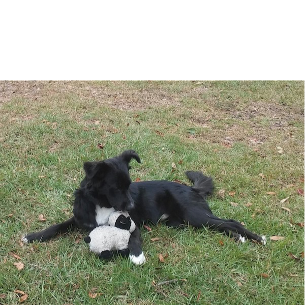 Baxter photo 3