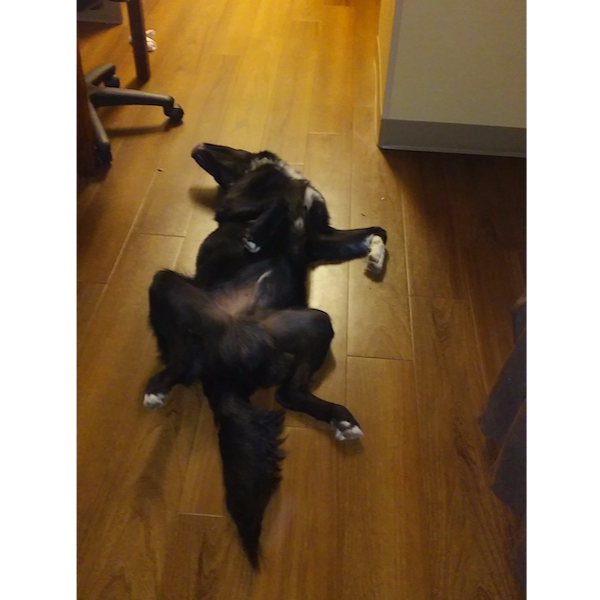 Baxter photo 4