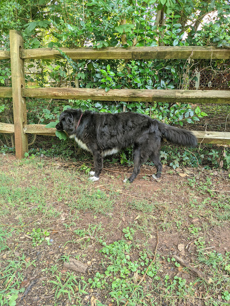 Bear photo 2