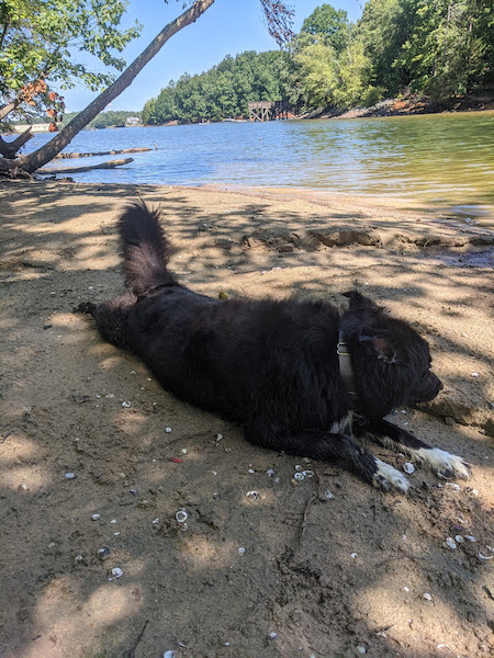 Bear photo 5