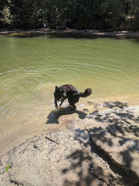 Bear photo 6