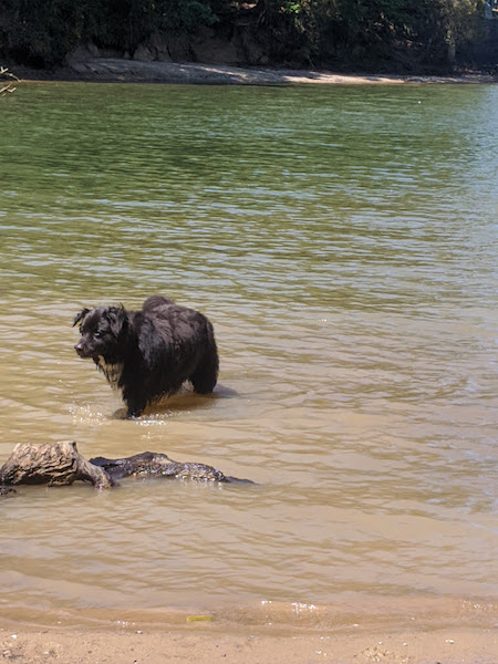 Bear photo 7