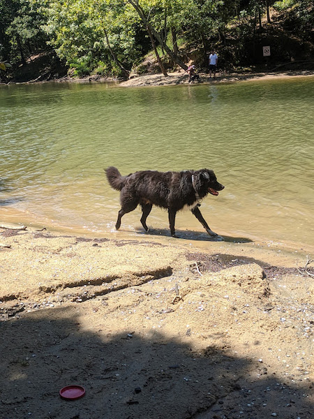 Bear photo 8