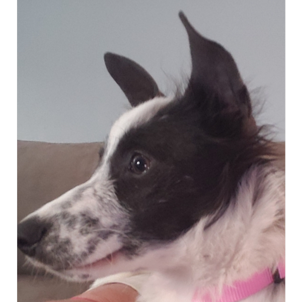 Bonnie photo 3