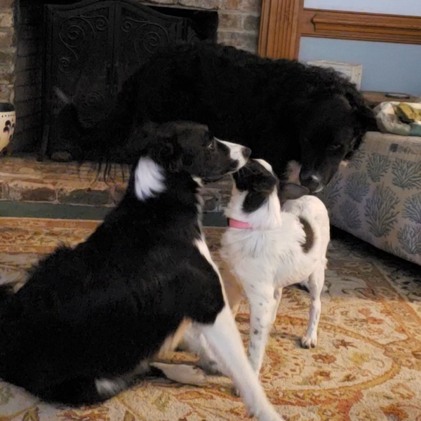 Bonnie photo 4