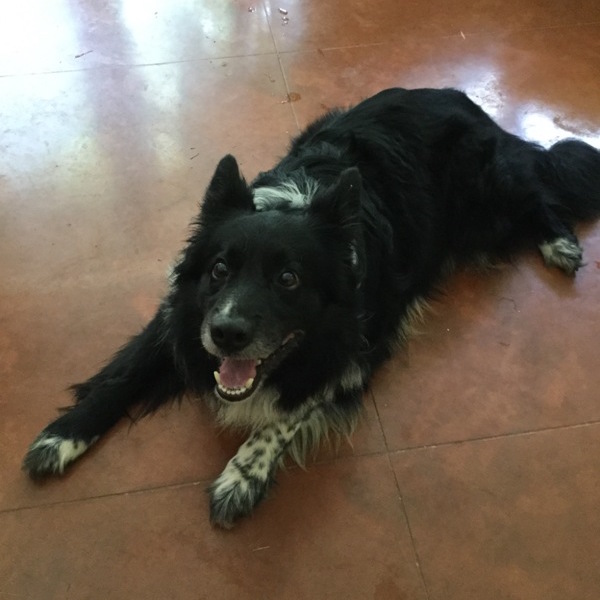 Boomer photo 2