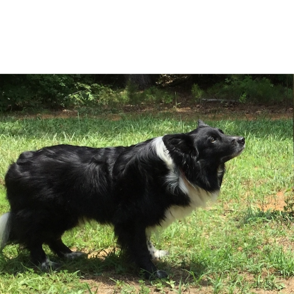Boomer photo 5