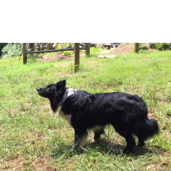 Boomer photo 6