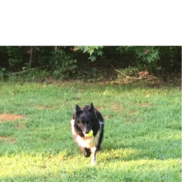 Boomer photo 7