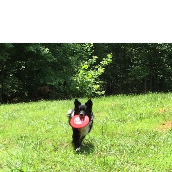 Boomer photo 8