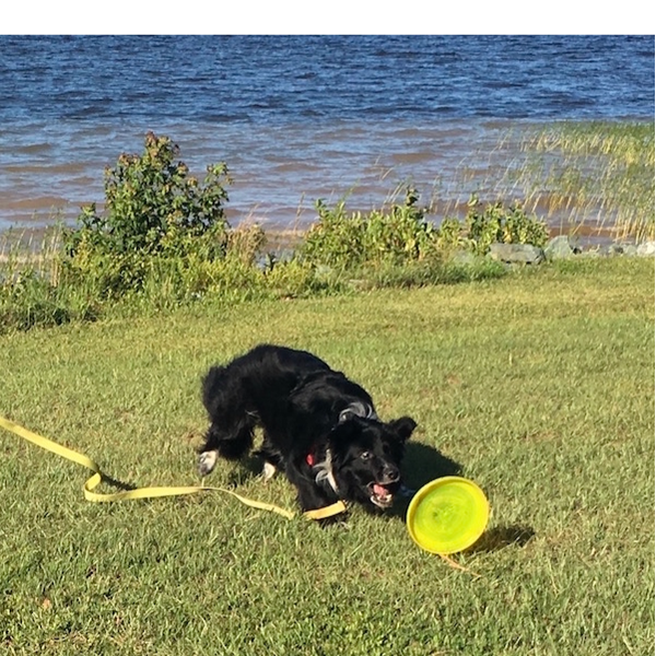 Boomer photo 9