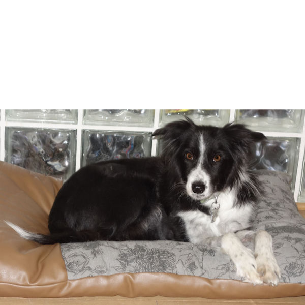 Brie photo 2