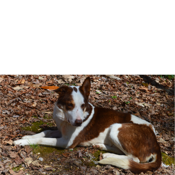 Buddy photo 3