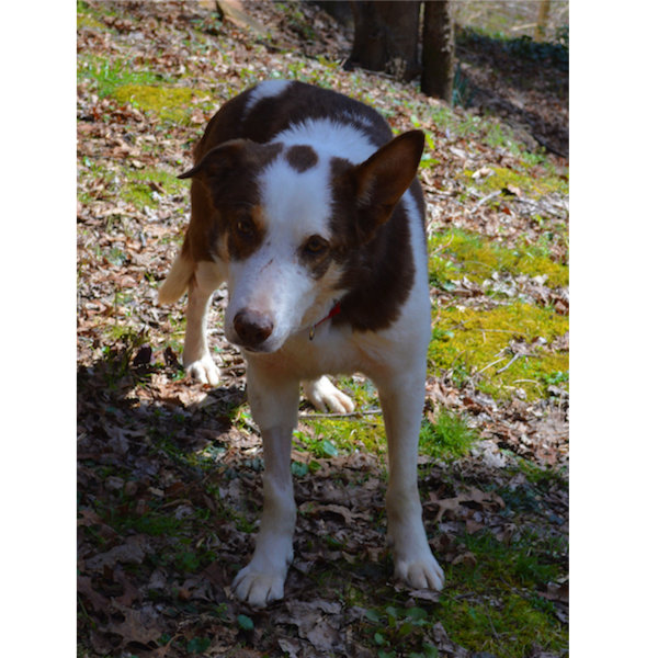 Buddy photo 5