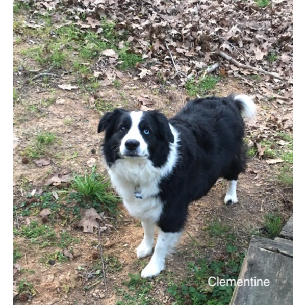 Clementine photo 2