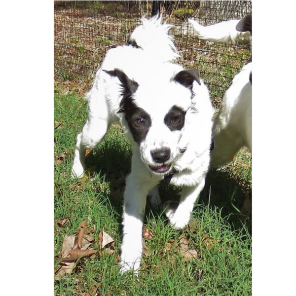 Darcy photo 2