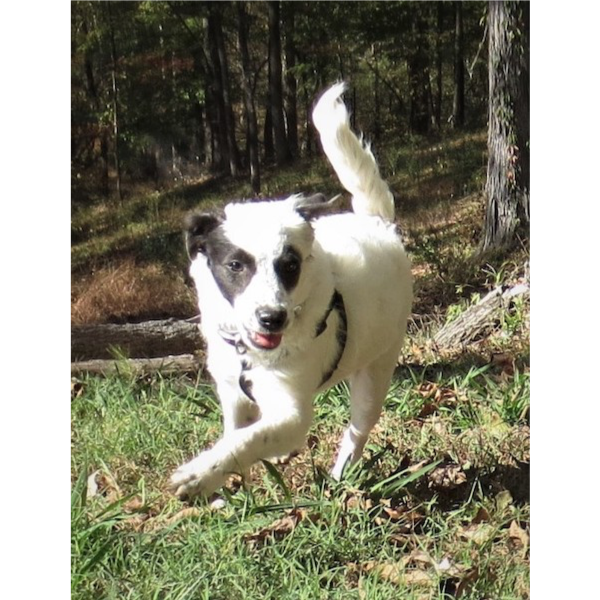 Darcy photo 3