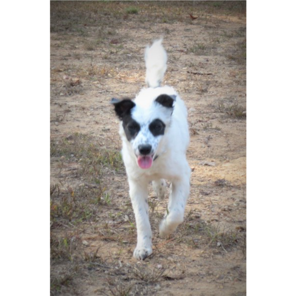 Darcy photo 4
