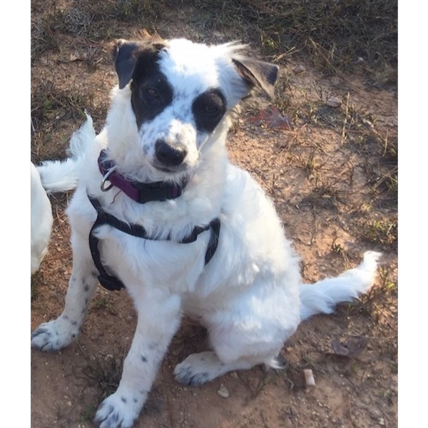 Darcy photo 5