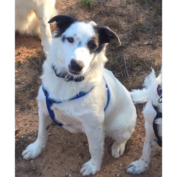 Dash photo 4