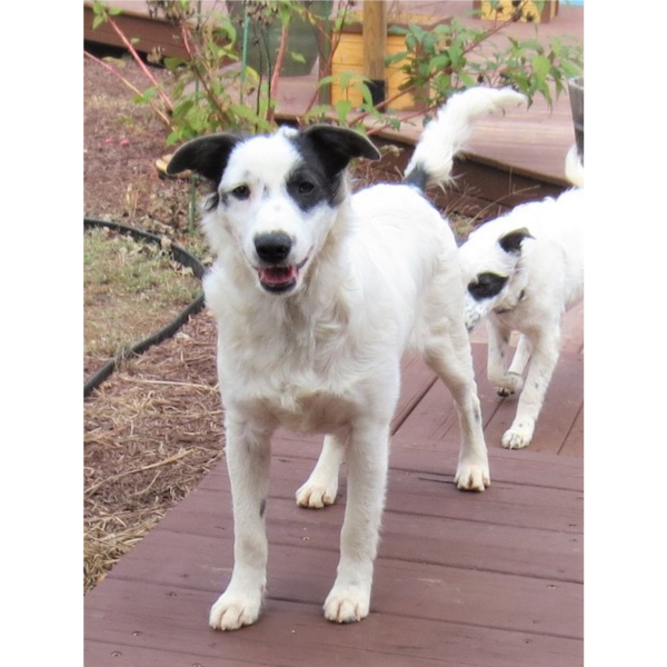 Dash photo 6