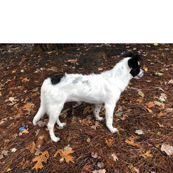 Dax photo 3