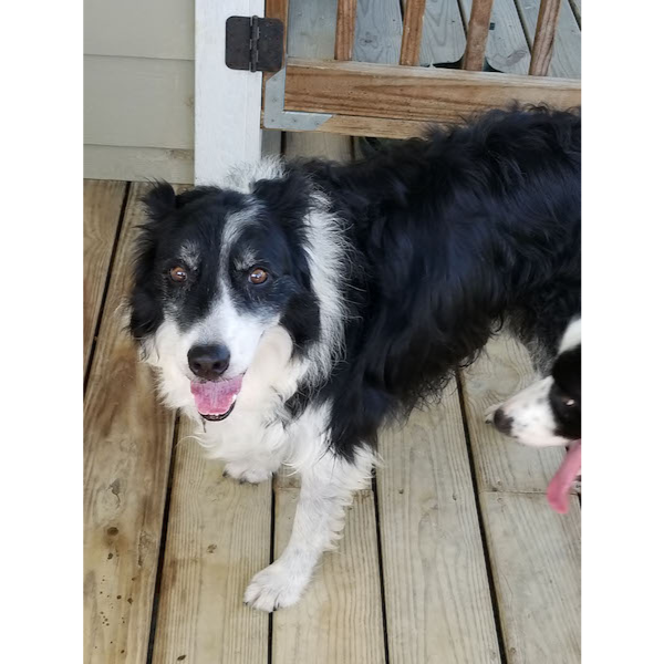 Elle front on porch