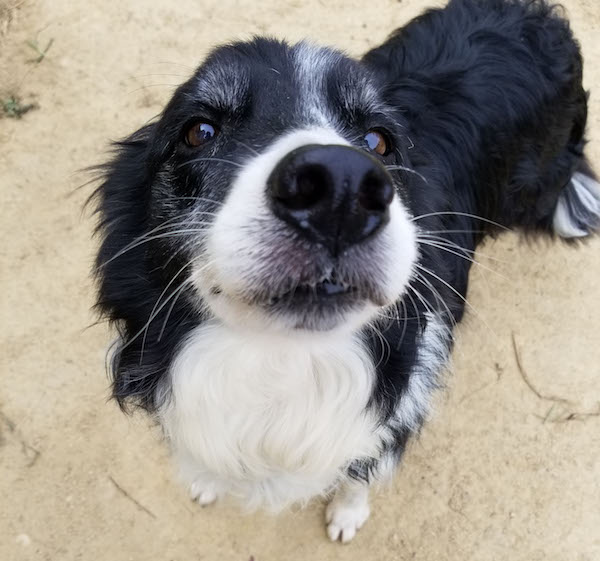 Elle nose