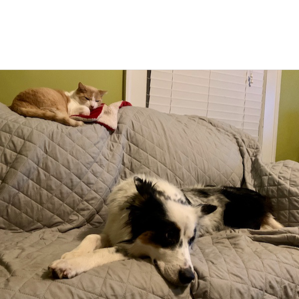 Finn photo 4