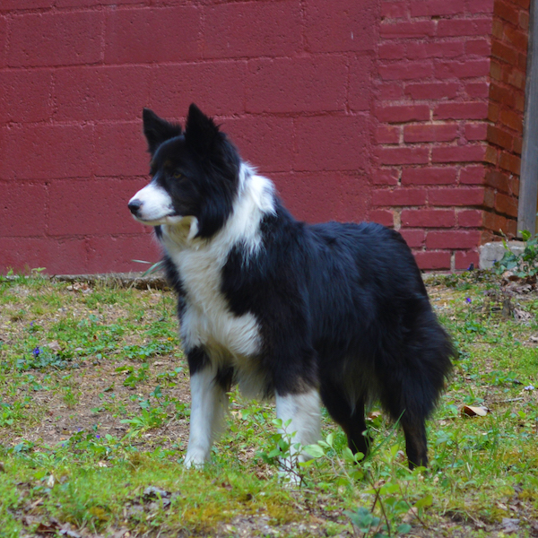 Foxy photo 2