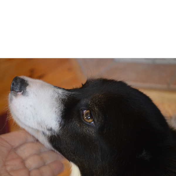 Foxy photo 4