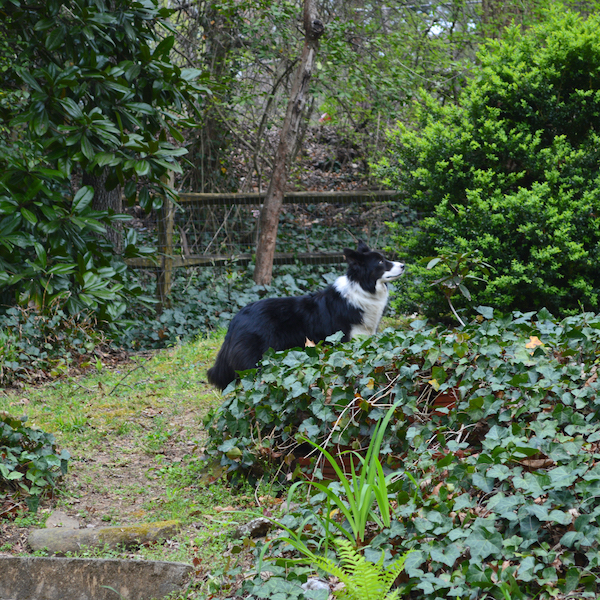 Foxy photo 5