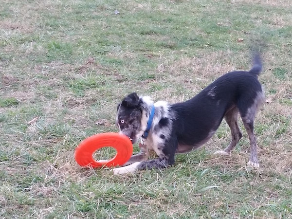 Georgie photo 3