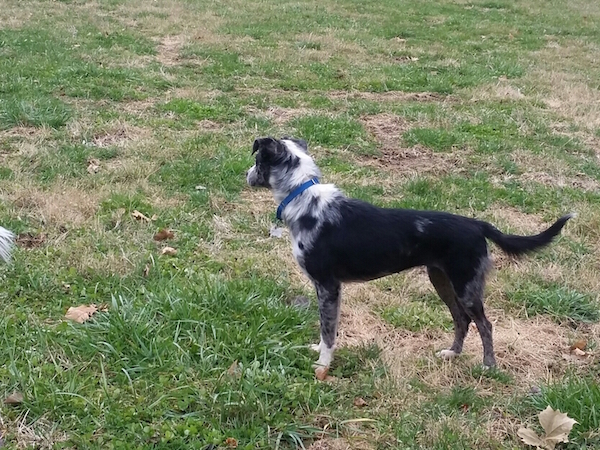 Georgie photo 5