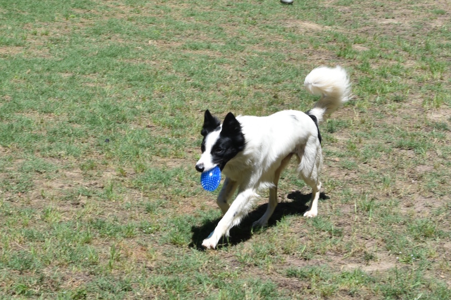Harper with blue toy