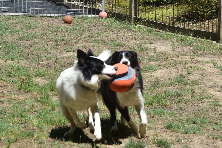 Harper and Maggie with orange ball
