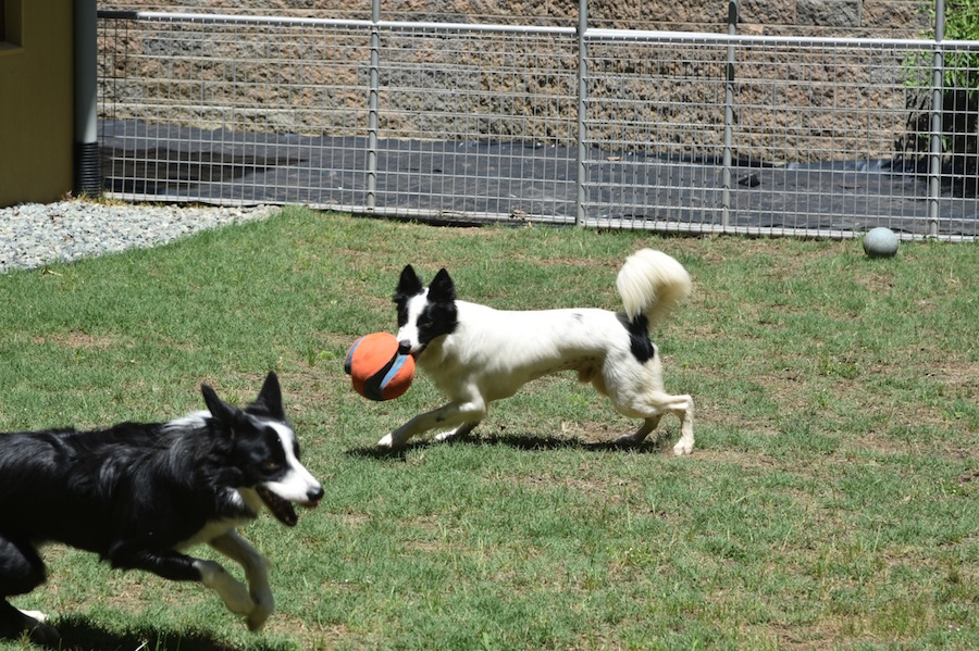 Harper with orange ball