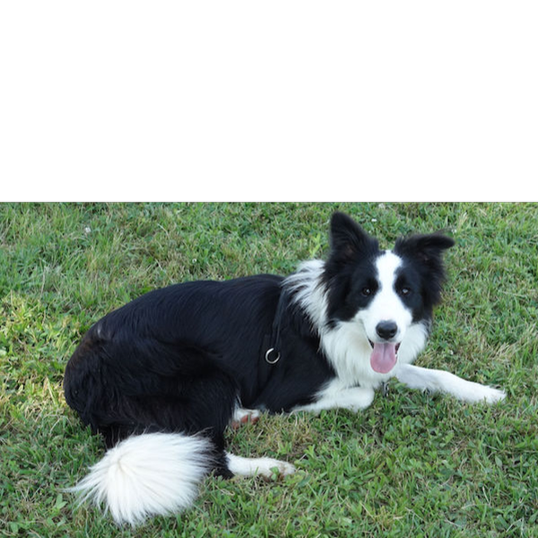 Jasmine photo 2