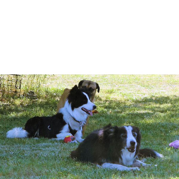 Jasmine photo 3